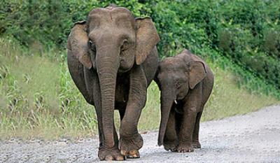 China’s vehicle sales rebound in February | ChemOrbis